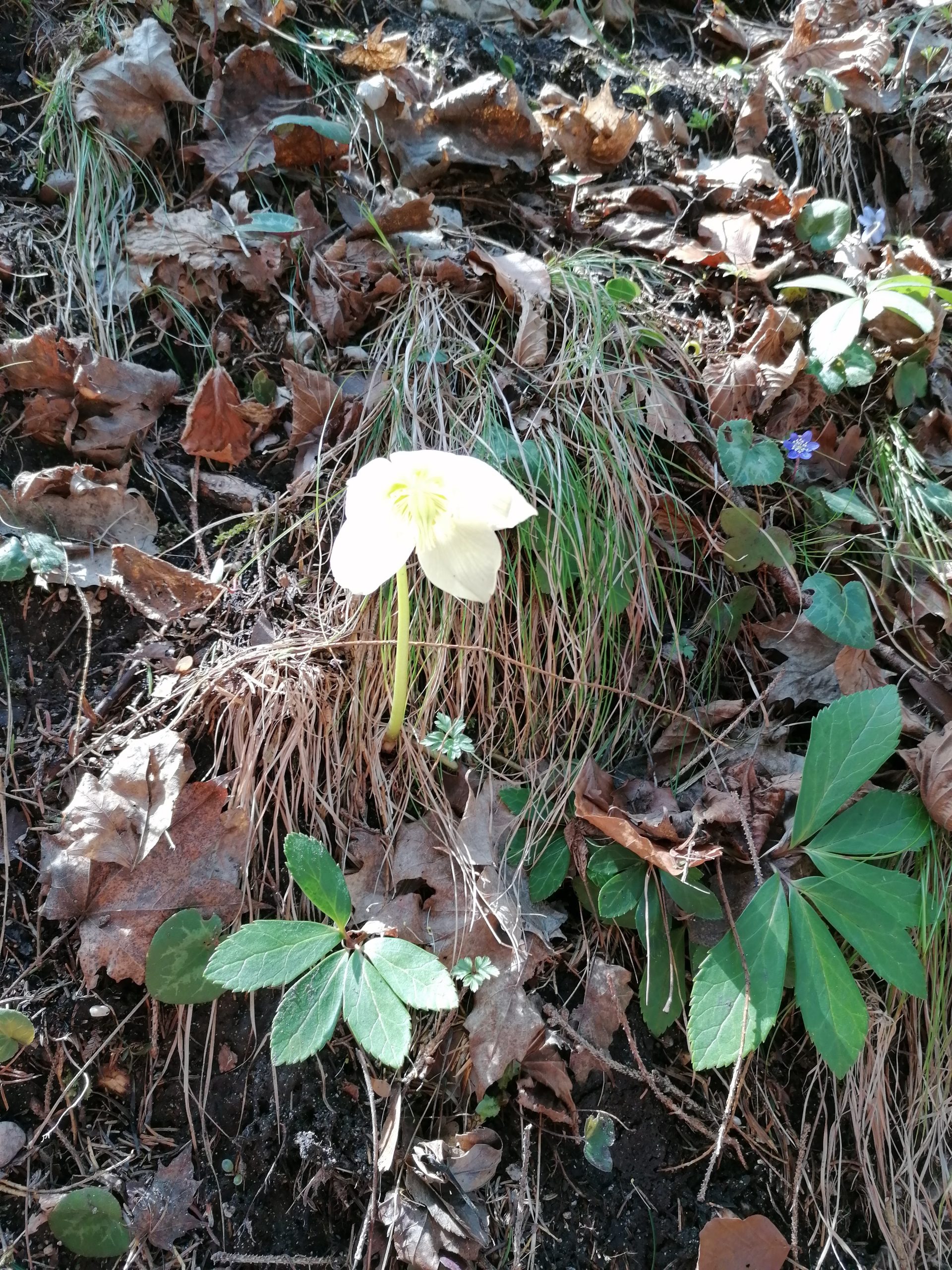 Frühlingsblume in der Sonne